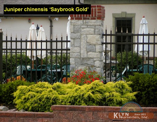 JUNIPERUS chinensis 'Saybrook Gold' - Saybrook Gold Juniper
