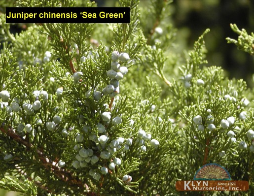JUNIPERUS chinensis 'Sea Green' - Sea Green Juniper