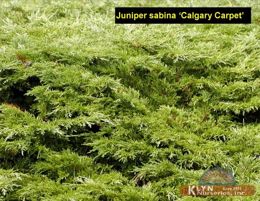 JUNIPERUS sabina Calgary Carpet® - Calgary Carpet® Juniper