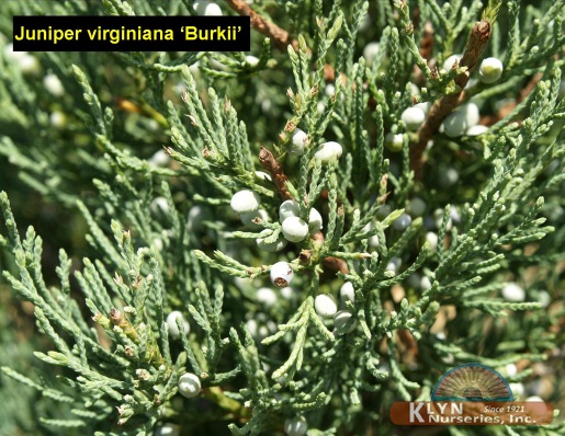 JUNIPERUS virginiana 'Burkii' - Burk Juniper