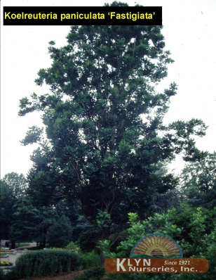 KOELREUTERIA paniculata 'Fastigiata' - Columnar Golden Rain Tree