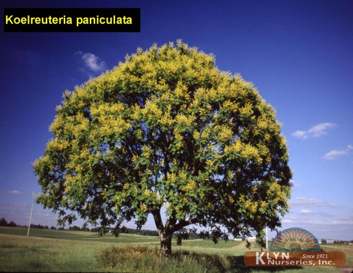 KOELREUTERIA paniculata - Golden Rain Tree