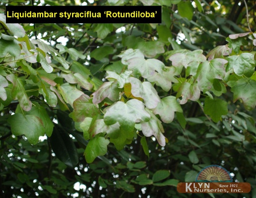 LIQUIDAMBAR styraciflua 'Rotundiloba' - Fruitless Sweetgum