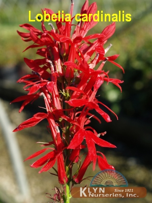 LOBELIA cardinalis - Red Cardinal Flower