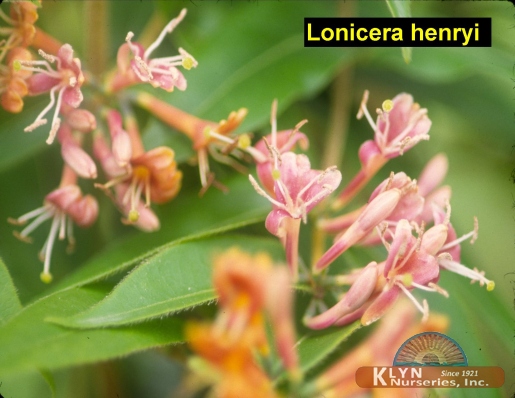 LONICERA henryi - Henry Honeysuckle