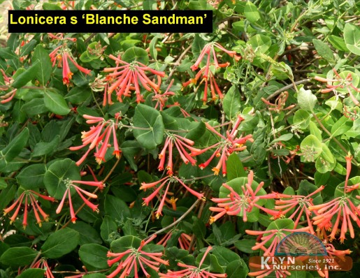 LONICERA sempervirens 'Blanche Sandman' - Blanche Sandman Honeysuckle
