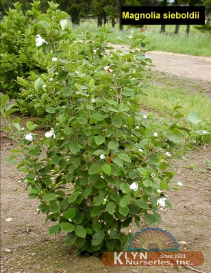 MAGNOLIA sieboldii - Oyama Magnolia