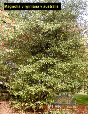 MAGNOLIA virginiana v. australis - Australis Magnolia