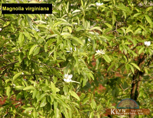 MAGNOLIA virginiana - Sweetbay Magnolia