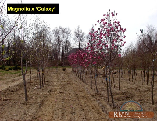 MAGNOLIA x 'Galaxy' - Galaxy Magnolia