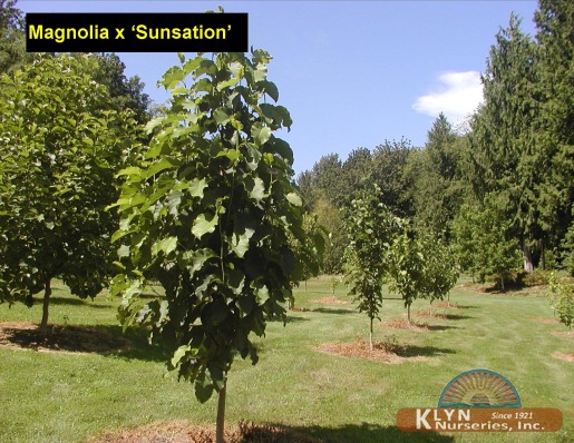 MAGNOLIA x 'Sunsation' - Sunsation Magnolia
