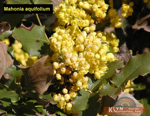 MAHONIA aquifolium - Oregon Grape Holly