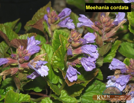 MEEHANIA cordata - Meehan's Mint