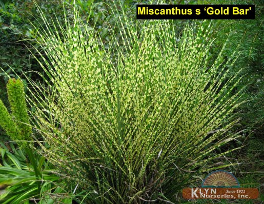 MISCANTHUS sinensis 'Gold Bar' - Gold Bar Maiden Grass