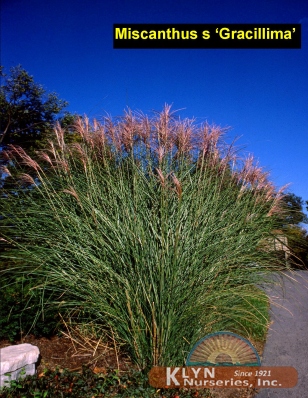 MISCANTHUS sinensis 'Gracillima' - Maiden Grass