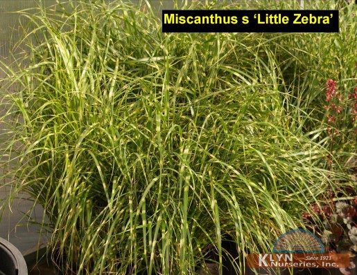 MISCANTHUS sinensis 'Little Zebra' - Little Zebra Grass
