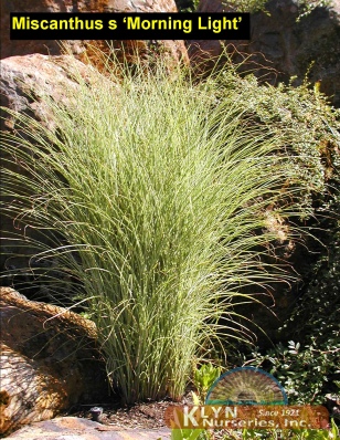 MISCANTHUS sinensis 'Morning Light' - Morning Light Grass