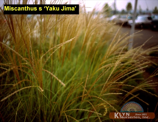 MISCANTHUS sinensis 'Yaku Jima' - Yaku Jima or Dwarf Maiden Grass