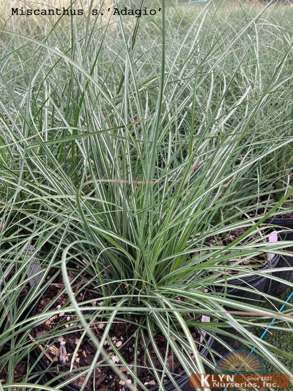 Miscanthus sinensis 'Adagio'-Adagio Japanese Maiden Grass