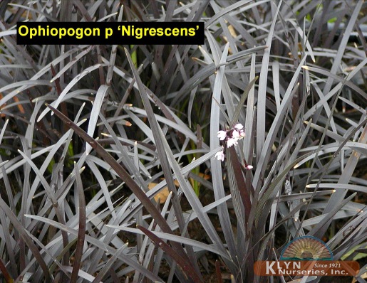 OPHIOPOGON planiscapus 'Nigrescens' - Black Mondo Grass
