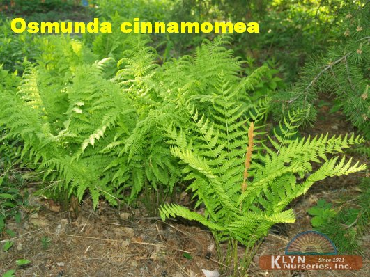 OSMUNDASTRUM cinnamomeum - Cinnamon Fern
