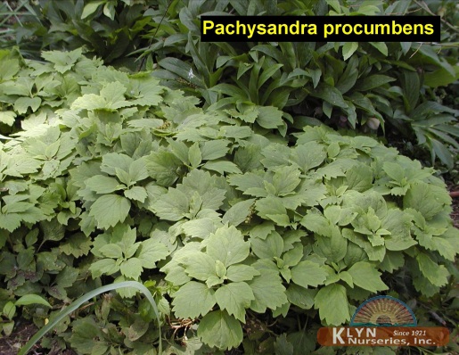 PACHYSANDRA procumbens - Alleghany Pachysandra