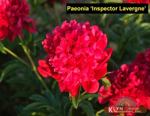 PAEONIA 'Inspector Lavergne' - Inspectot Lavergne Garden Peony
