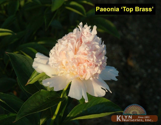 PAEONIA 'Top Brass' - Top Brass Garden Peony