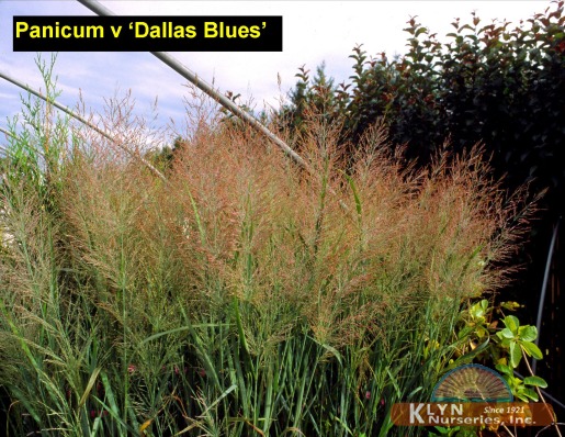 PANICUM virgatum 'Dallas Blues' - Dallas Blues Switch Grass