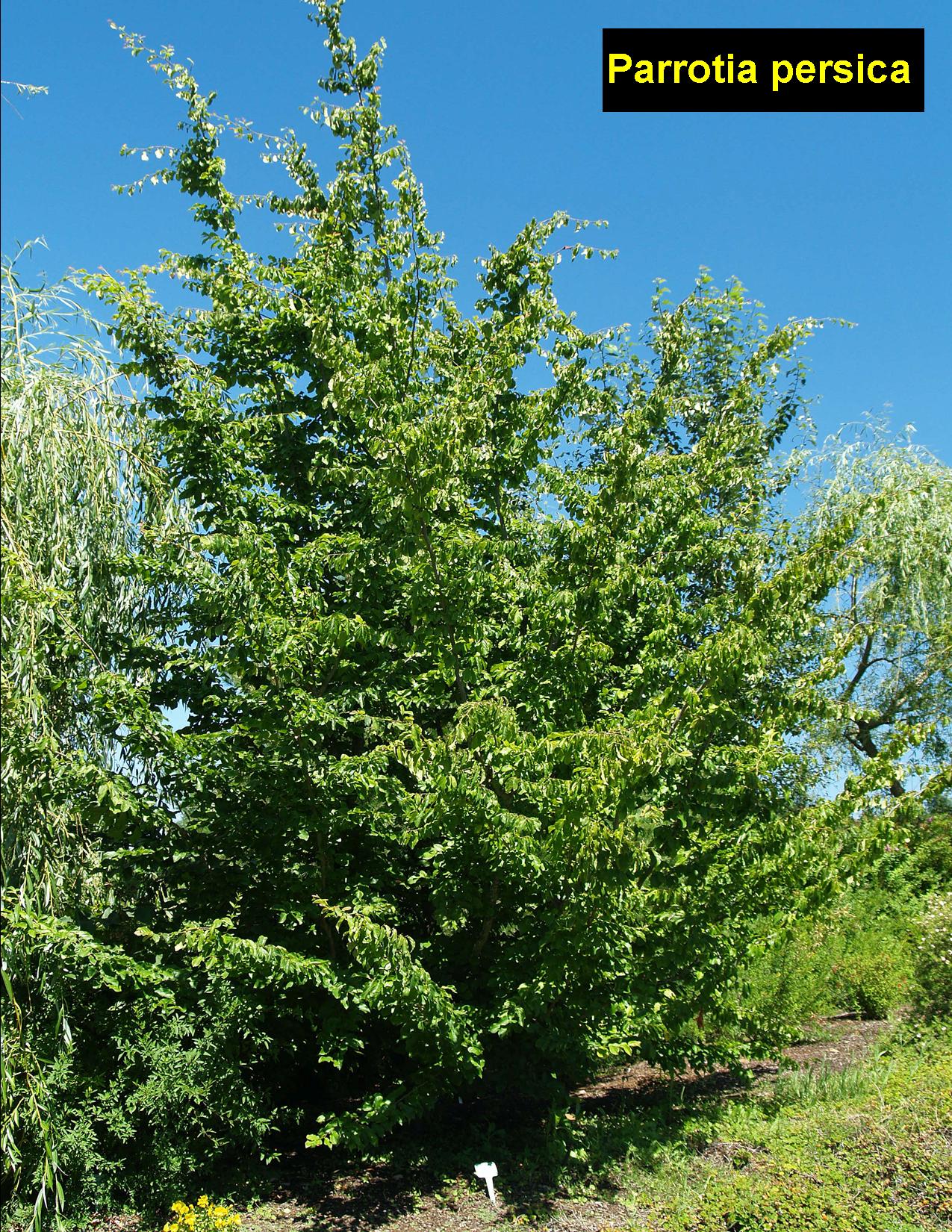 PARROTIA persica - Persian Parrotia