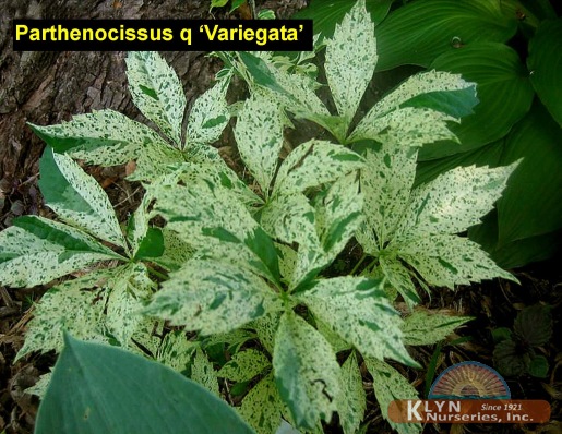 PARTHENOCISSUS quinquefolia 'Variegata' - Variegated Virginia Creeper