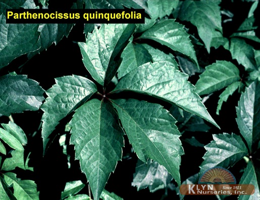 PARTHENOCISSUS quinquefolia - Virginia Creeper