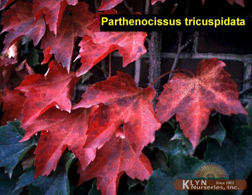 PARTHENOCISSUS tricuspidata - Boston Ivy
