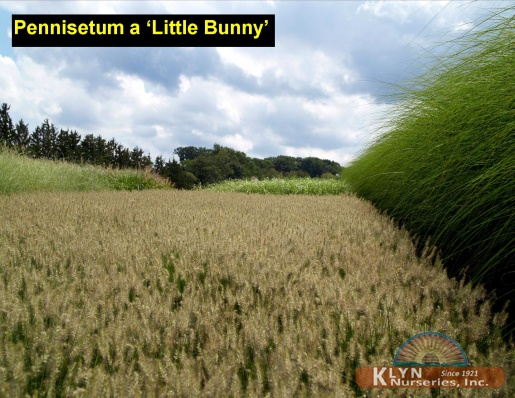 PENNISETUM alopecuroides 'Little Bunny' - Little Bunny Fountain Grass
