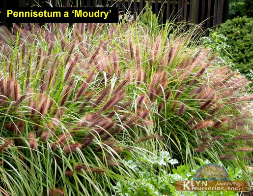 PENNISETUM alopecuroides 'Moudry' - Moudry Black Fountain Grass
