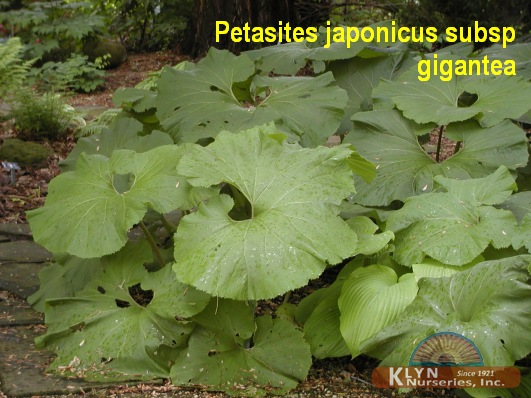 PETASITES japonicus subsp. gigantea - Japanese Butterbur