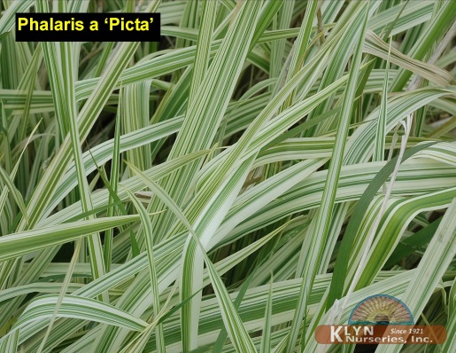 PHALARIS arundinacea 'Picta' - Ribbon Grass