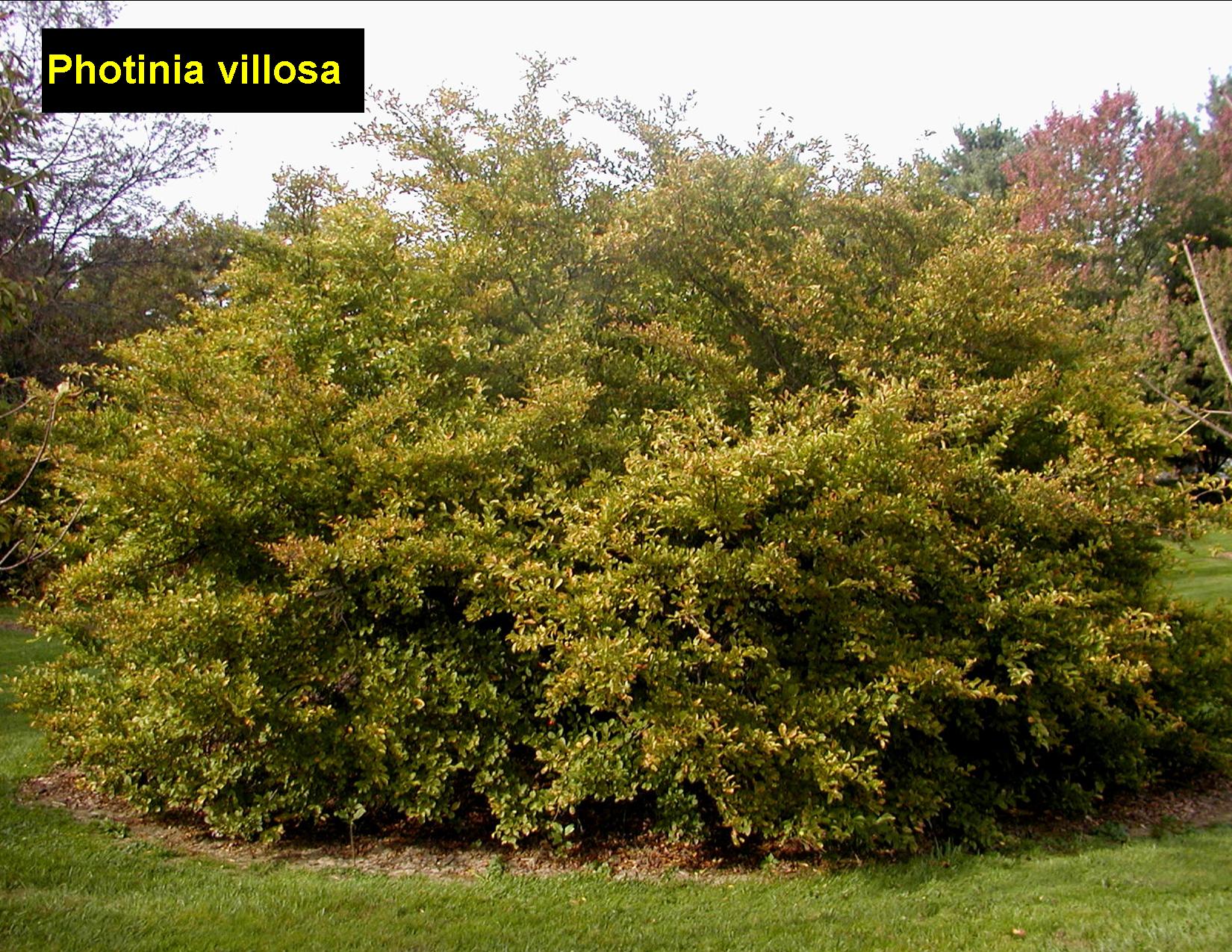 PHOTINIA villosa - Oriental Photinia