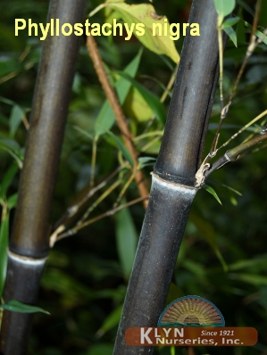 PHYLLOSTACHYS nigra - Black Bamboo