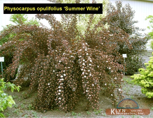 PHYSOCARPUS opulifolius Summer Wine® - Summer Wine®  Ninebark