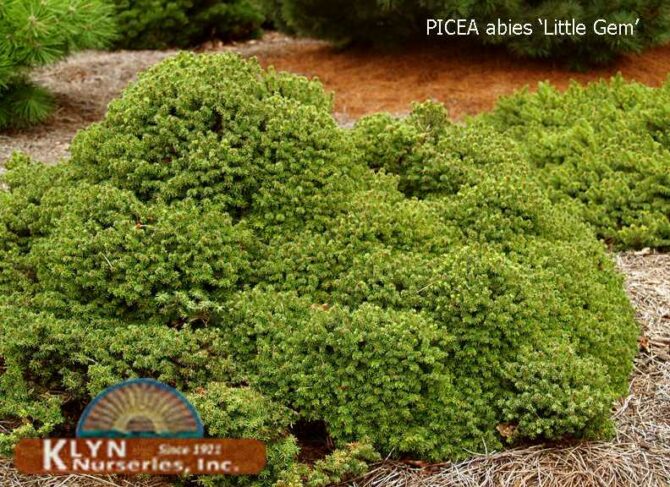 PICEA abies 'Little Gem' - Little Gem Norway Spruce