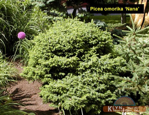 PICEA omorika 'Nana' - Dwarf Serbian Spruce