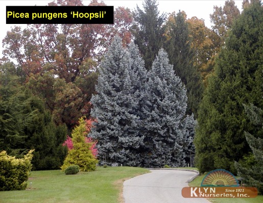 PICEA pungens 'Hoopsii' - Hoops Blue Spruce