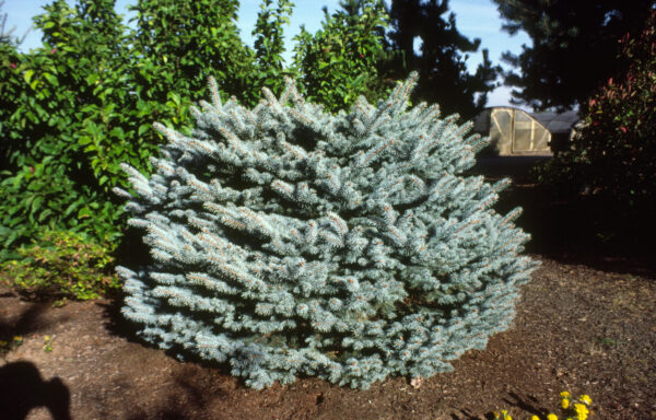 PICEA pungens ‘Montgomery’