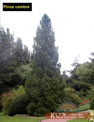 PINUS cembra -  Swiss Stone Pine