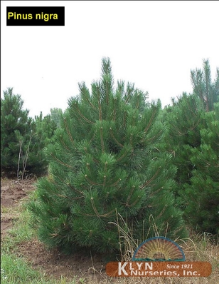 PINUS nigra - Austrian Pine