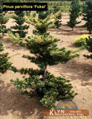Pinus parviflora 'Fukai' 
