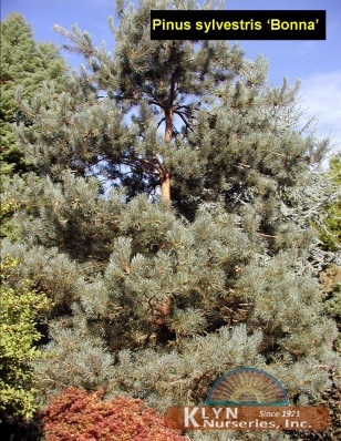 PINUS sylvestris 'Bonna' - Bonna Scotch Pine