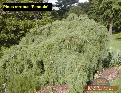 PINUS strobus 'Pendula' - Weeping White Pine