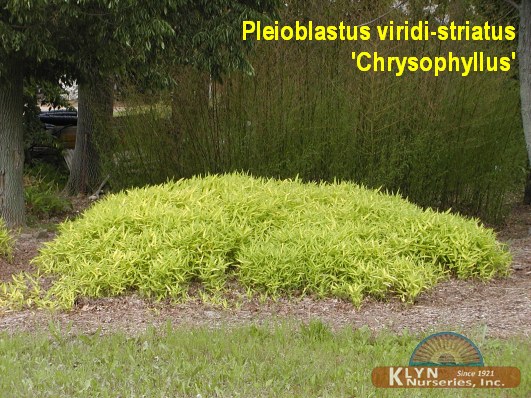 PLEIOBLASTUS viridi-striatus 'Chrysophyllus' - Dwarf Golden Bamboo